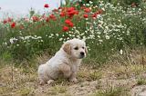GOLDEN RETRIEVER 306